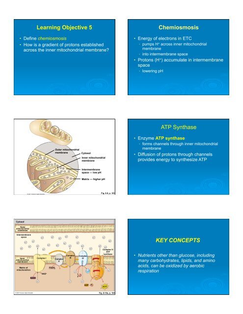 How Cells make ATP: Energy-Releasing Pathways - University City ...