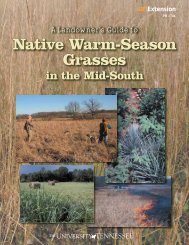 Native Warm-Season Grasses - Virginia Department of Game and ...