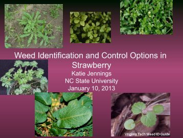 Weed Identification and Control Options in Strawberry