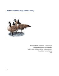 Branta canadensis - Northwestern Academy of Homeopathy