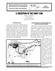 1) digestion in the dairy cow - Babcock Institute - University of ...