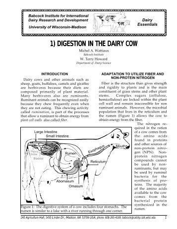 1) digestion in the dairy cow - Babcock Institute - University of ...