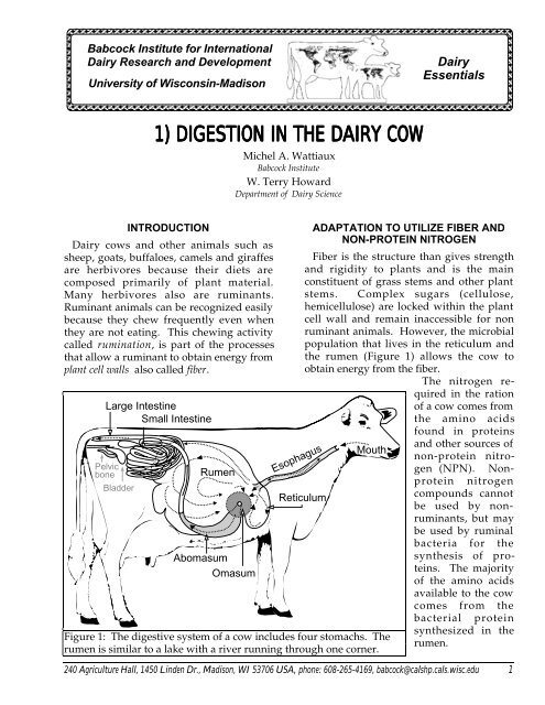 1) digestion in the dairy cow - Babcock Institute - University of ...