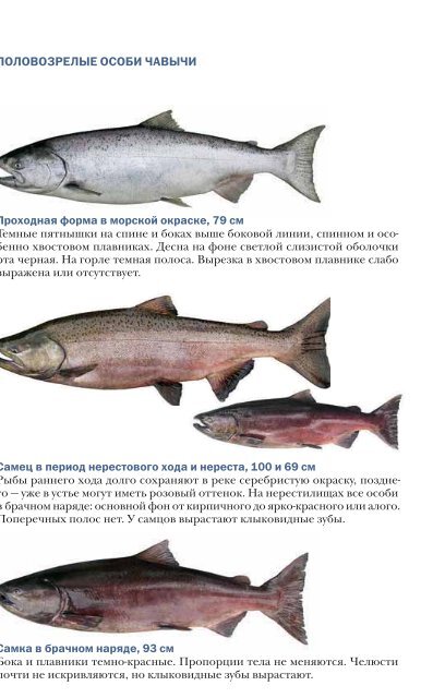 Как выглядит мясо рыбы чавычи