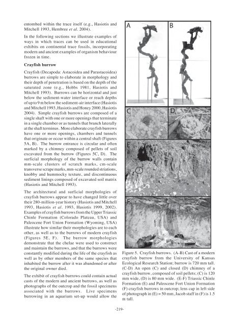 Continental trace fossils and museum exhibits - Geological Curators ...