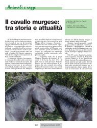 Il cavallo murgese: tra storia e attualitÃ  - Ordiniveterinaripiemonte.it