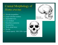 Cranial Morphology of Homo erectus