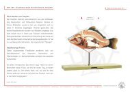 ZoS 105 - Anatomie beim Knochenfisch, Karpfen Situs ... - Somso