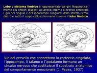 Lobo o sistema limbico
