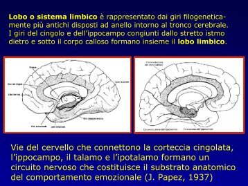 Lobo o sistema limbico