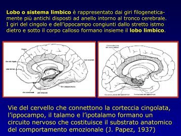 Lobo o sistema limbico