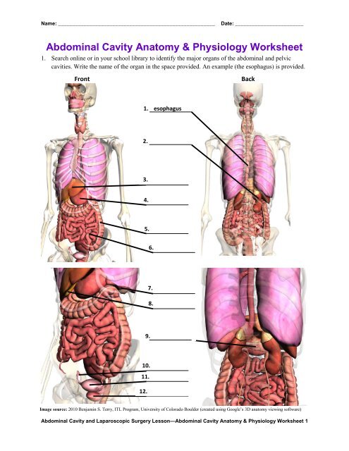 Abdominal Cavity Anatomy & Physiology Worksheet (pdf) - Teach 