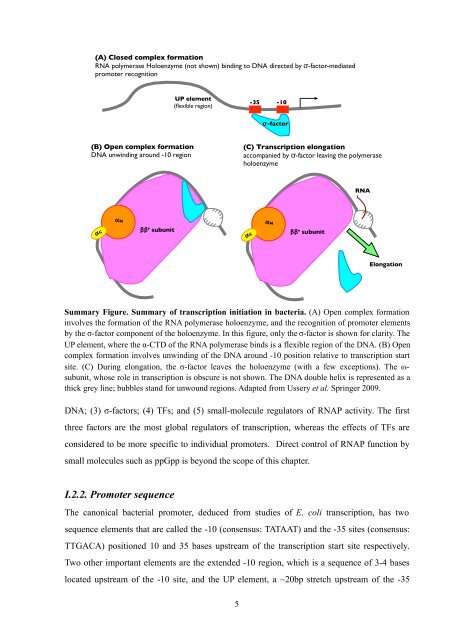 A computational study of bacterial gene regulation and adaptation ...