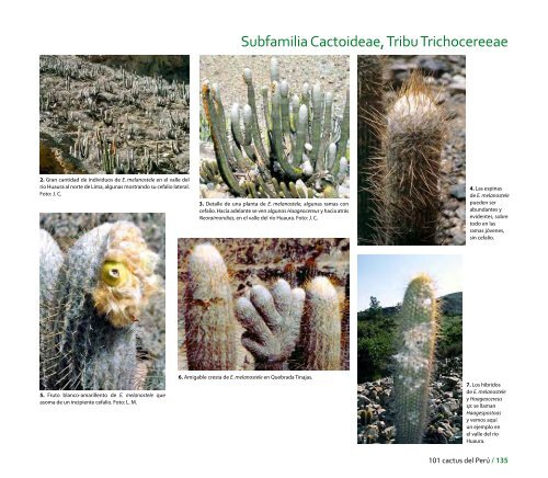 Caratula film CURVAS.indd - CDAM - Ministerio del Ambiente