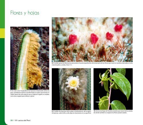 Caratula film CURVAS.indd - CDAM - Ministerio del Ambiente