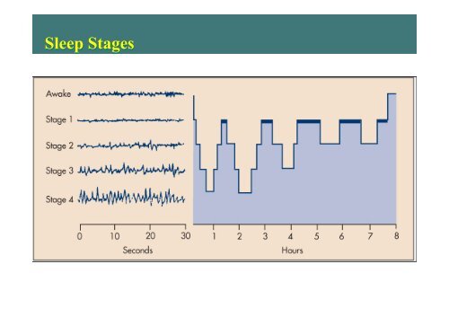 Physiology of Sleep