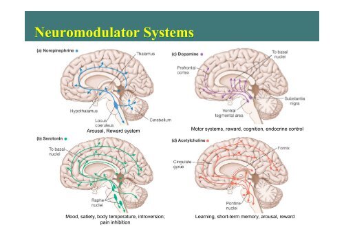 Physiology of Sleep