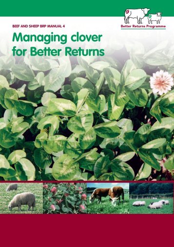 Managing Clover for Better Returns - Eblex