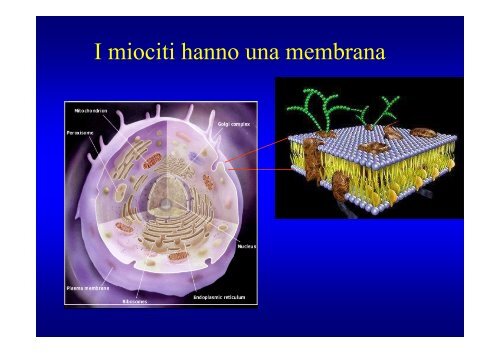 ABC dell' ECG: Elettrocardiografia pratica - Cuorediverona.it