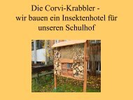 Insektenhotel.ppt - Corvinianum Northeim