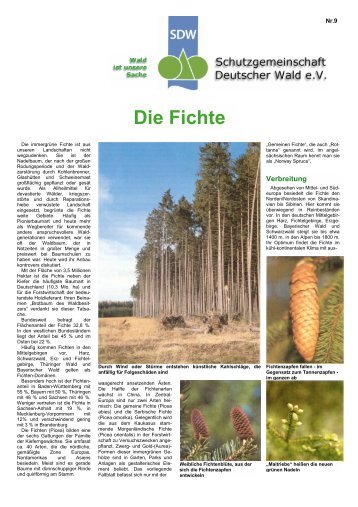 Die Fichte - SDW - Schutzgemeinschaft Deutscher Wald