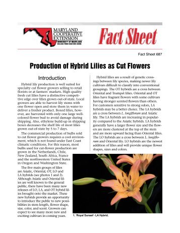 Production of Hybrid Lilies as Cut Flowers - University of Maryland ...