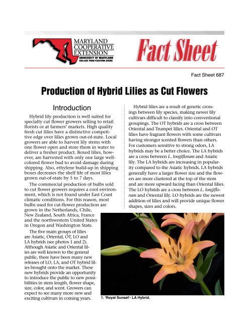 Production Of Hybrid Lilies As Cut