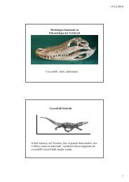 Morfologia Funzionale in Paleontologia dei Vertebrati Coccodrilli ...