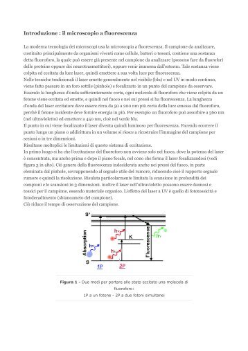 Introduzione : il microscopio a fluorescenza