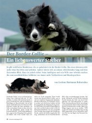 Der Border Collie – Ein liebenswerter Streber