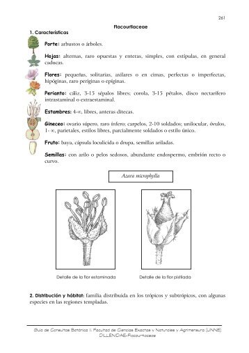 Flacourtiaceae