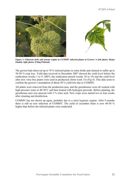 Pest risk assessment of the Cucumber green mottle