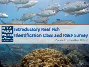 hawaiian tidepool and shallow reef identification hawaii gov