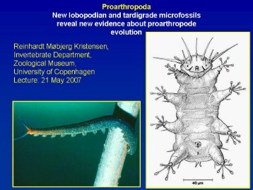 Proarthropoda Nevv lobopodian and tardigrade microfossils reveal ...