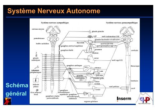 SNA et rÃ©gulation cardio-vasculaire au cours du sommeil - SPLF