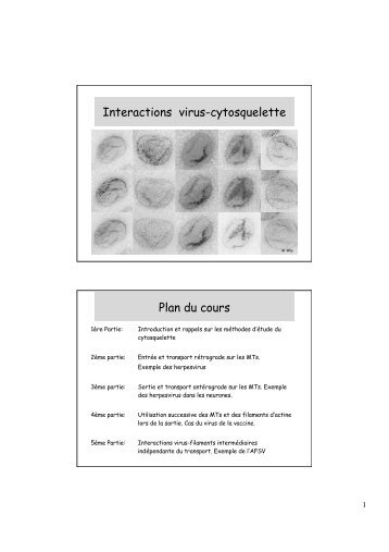 Interactions virus-cytosquelette Plan du cours