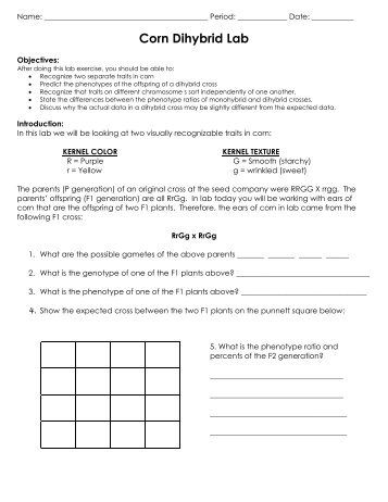 Corn Dihybrid Lab