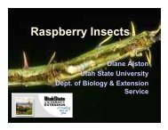 Raspberry Insects - Utah Pests - Utah State University