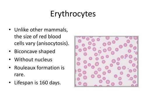 peripherAL blood cells..Presentation1 histology - UMK ...