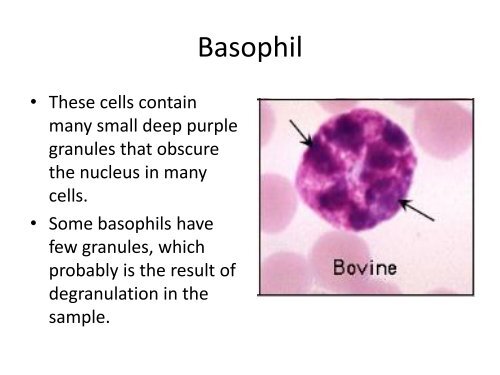 peripherAL blood cells..Presentation1 histology - UMK ...