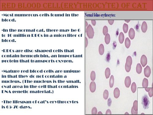 peripherAL blood cells..Presentation1 histology - UMK ...