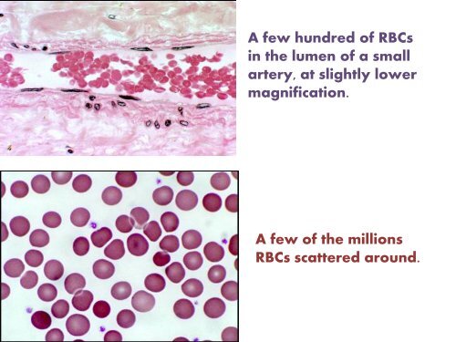 peripherAL blood cells..Presentation1 histology - UMK ...
