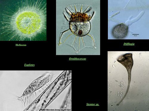 UT 1-2 seres vivos y ciclo biologico.pdf - Iesmaritimopesquerolp.org