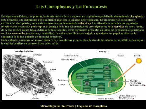 UT 1-2 seres vivos y ciclo biologico.pdf - Iesmaritimopesquerolp.org