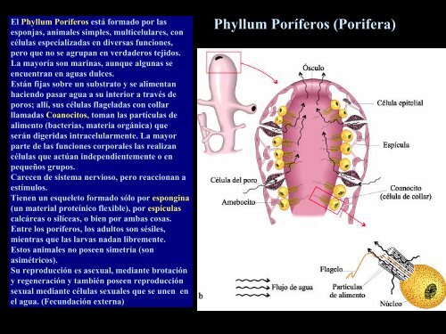 UT 1-2 seres vivos y ciclo biologico.pdf - Iesmaritimopesquerolp.org