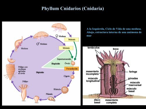 UT 1-2 seres vivos y ciclo biologico.pdf - Iesmaritimopesquerolp.org