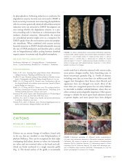 CHITONS - Biological Science - California State University, Fullerton