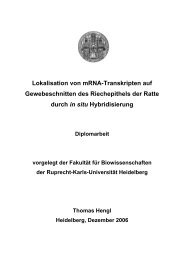 Lokalisation von mRNA-Transkripten auf Gewebeschnitten des ...