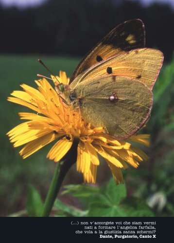 Fauna invertebrati Parco Roccolo - Agenda 21 Est Ticino