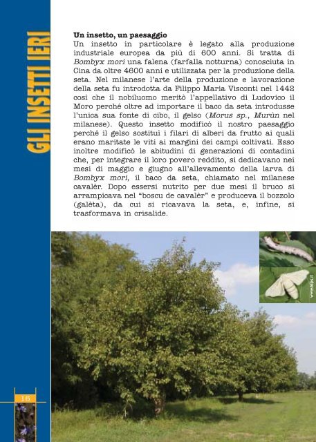 Fauna invertebrati Parco Roccolo - Agenda 21 Est Ticino